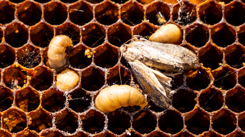 A moth and its larvae climb on honeycomb