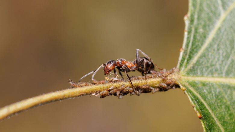 An ant oversees a group of aphids on the stem of a leaf