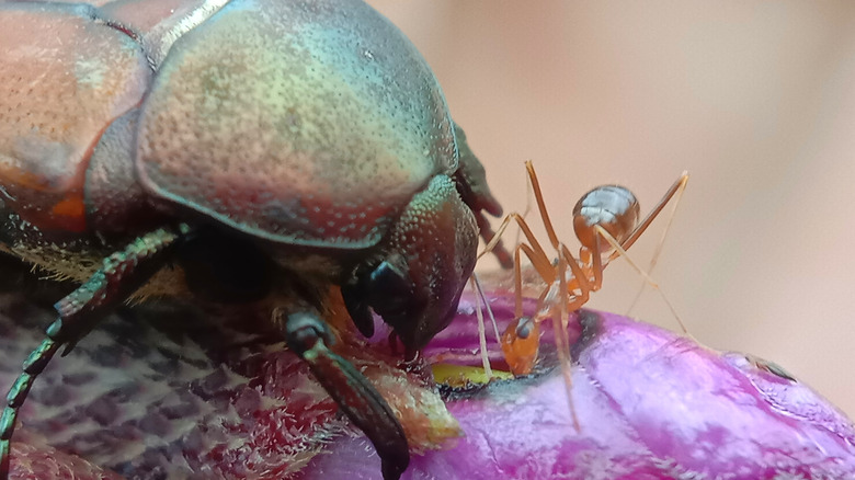 A photograph of a beetle and an ant on a plant