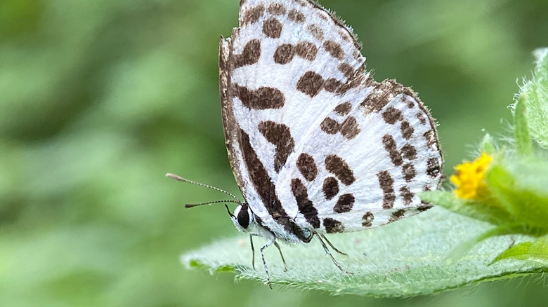 A profile of a white butterfly on a leaf with dark brown splotches on its whines