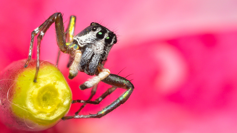 A spider sits on a yellow flower