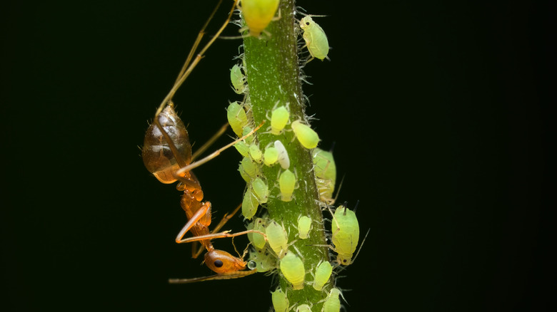 An ant feeds off honeydew from dozens of small green aphids on a plant stem