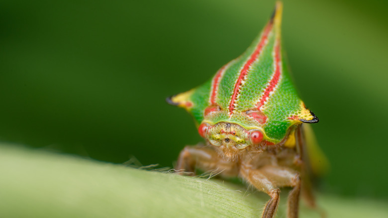 A macro photo of an insect with a green triangular head that features three bright red vertical stripes and red eyes