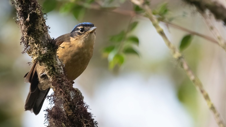 A Blue-capped Ifrita sits on a vertical branch looking off into the distance