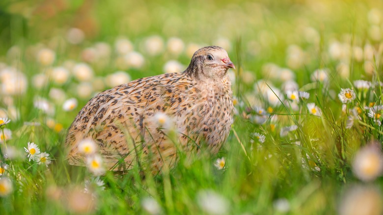 A common quail can be seen sitting in daisy-filled grass