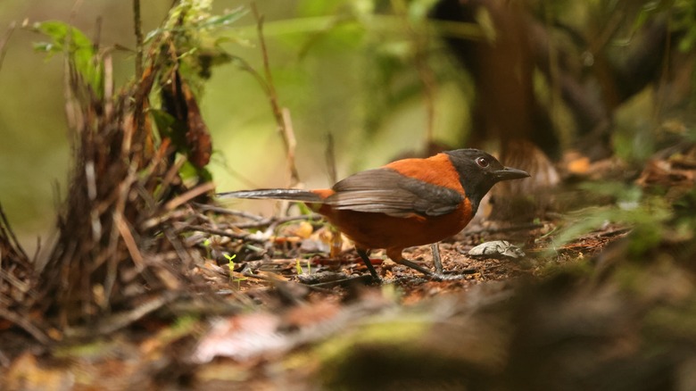 A Hooded Pitohui bird is seen amid the brush of the forest