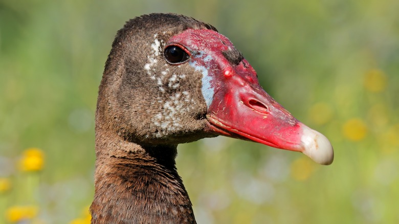 A Spur-Wiinged Goose head is shown in close-up portrait against a green background