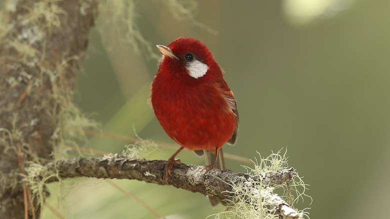 A red warbler sits alone on a small branch looking up to the left