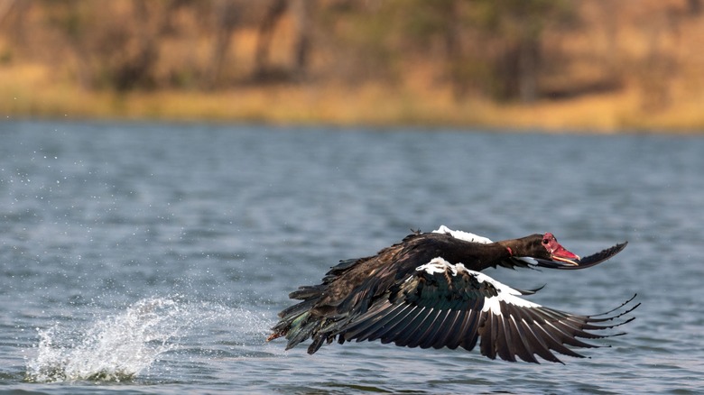 A Spur-Winged Goose causes a small splash as it flies just above the surface of a body of water