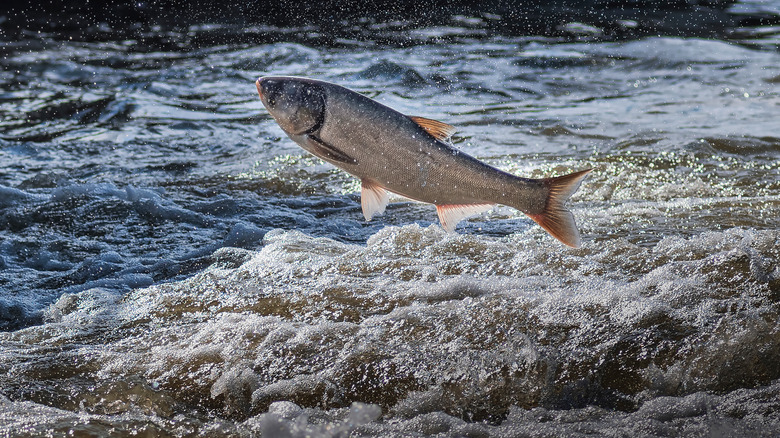 An invasive Asian Carp jumps out the water