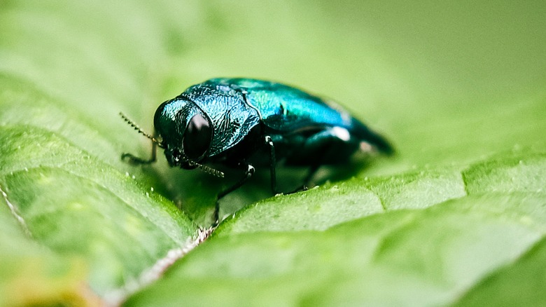 An emerald Ash Borer is shown sitting on a leaf