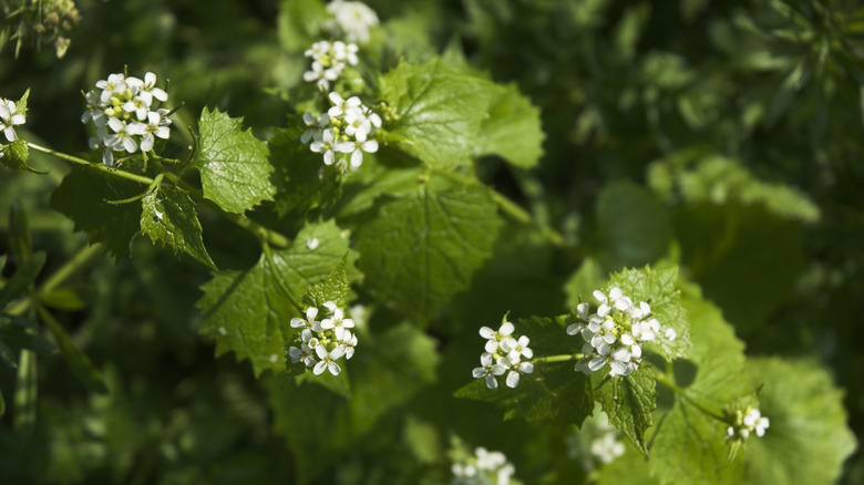 White flowers are seen on a Garlic Mustard plant in closeup