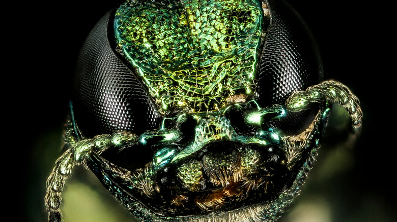 A closeup of an Emerald Ash Borer shows the beetle's features in detail