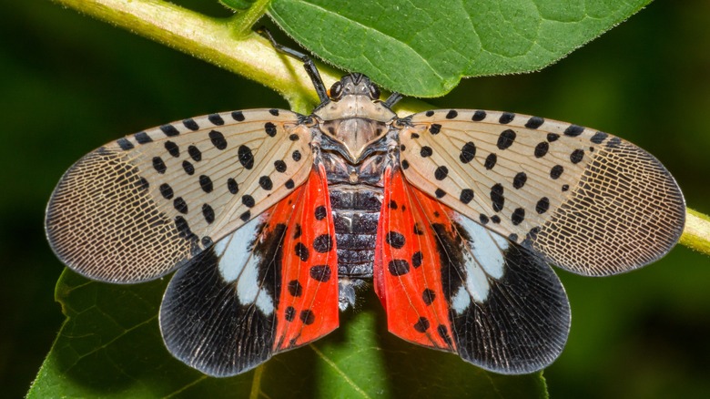 A Spotted Lanternfly sits on a stem with its wings spread