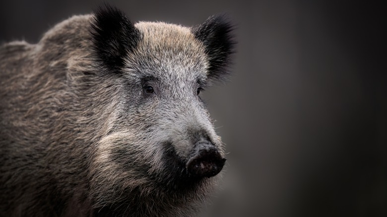 The face of a wild boar is shown against a grey background