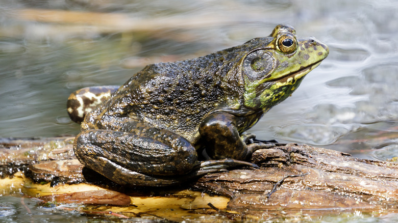 American bullfrog perched on log