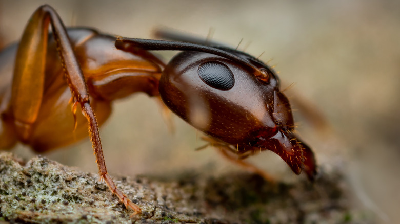 Close up of Argentine ant head