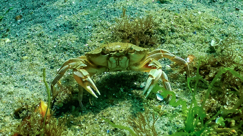 European green crab underwater