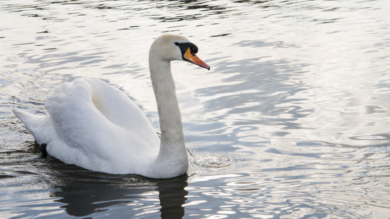 Mute swan swimming in lake