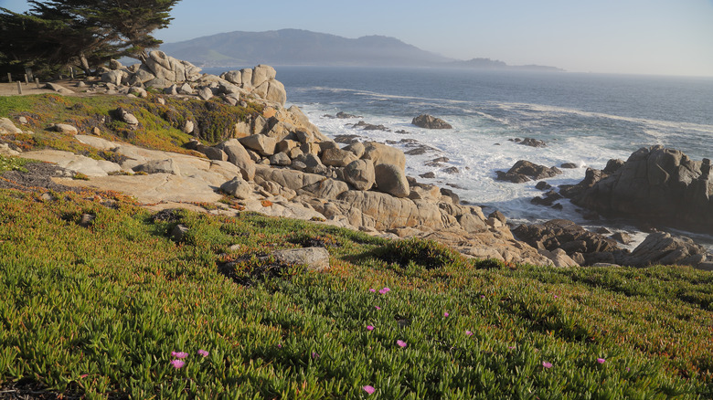 Ice plant on rocky California beach