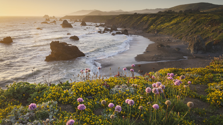 California beach with flowers in foreground