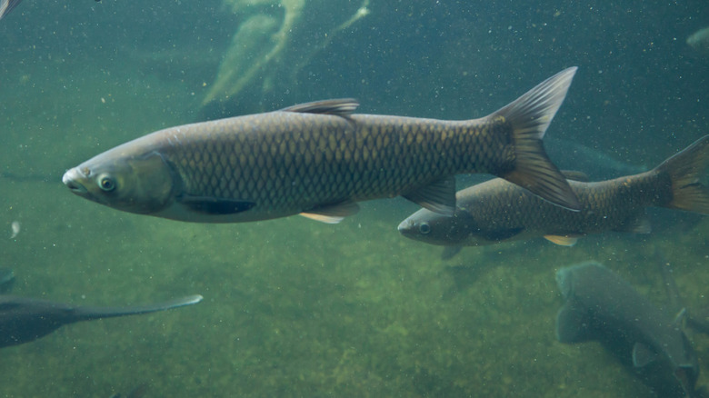 Grass carp are shown swimming underwater