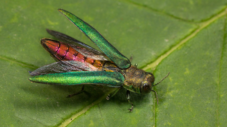 An Emerald Ash Borer is shown with wings open on a leaf