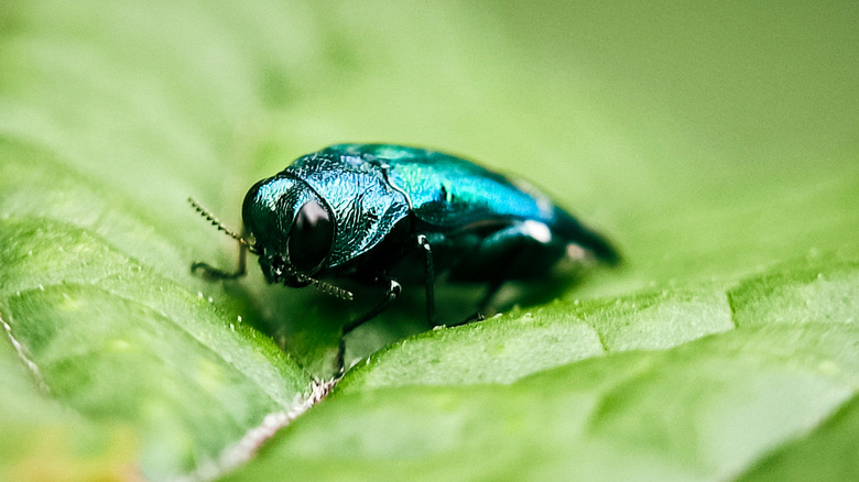 An emerald Ash Borer is shown sitting on a leaf