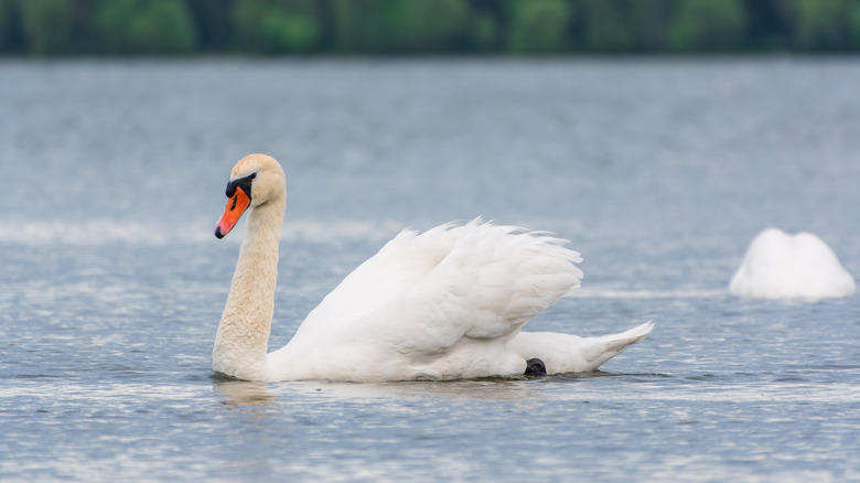 A mute swan, aka white swan, sits on the surface of a lake