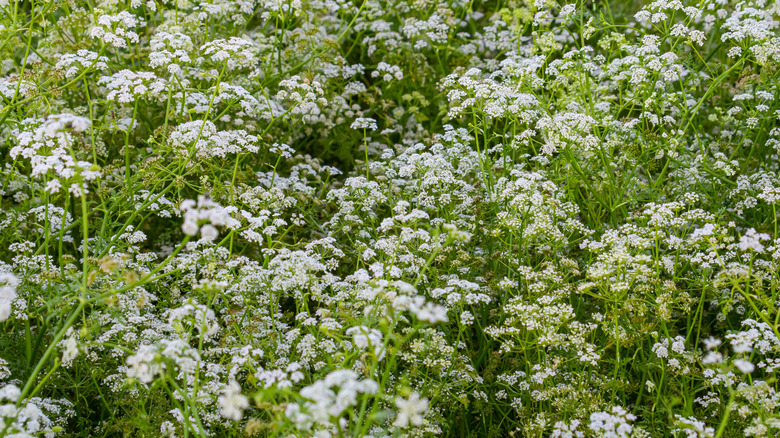 A bush of poison hemlock is shown with its white flowers in bloom