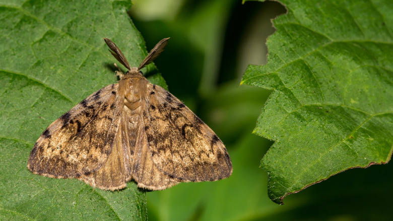 A spongy moth sits on a green leaf