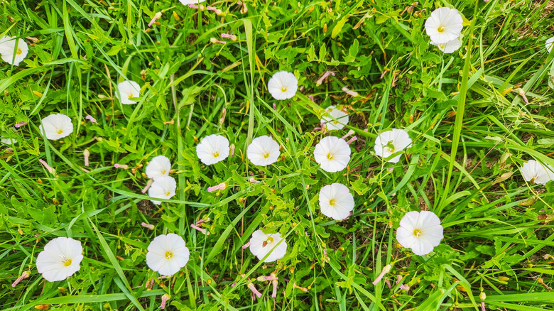 bindweed with white flowers in bloom