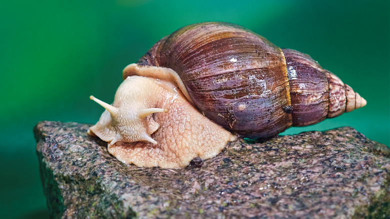 giant African land snail perched on rock