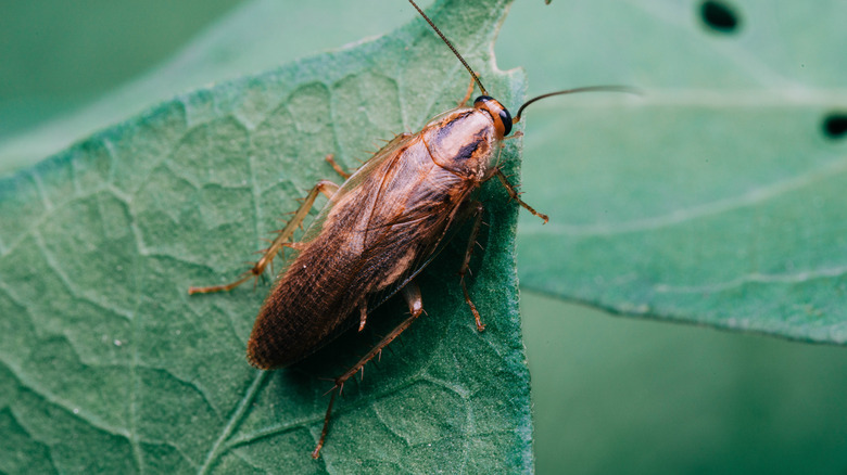 cockroach crawling on green leaf