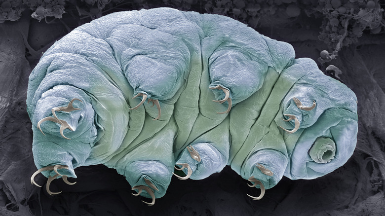 Colored scanning electron micrograph image of a tardigrade (water bear)