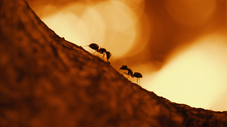 silhouette of two ants on a log