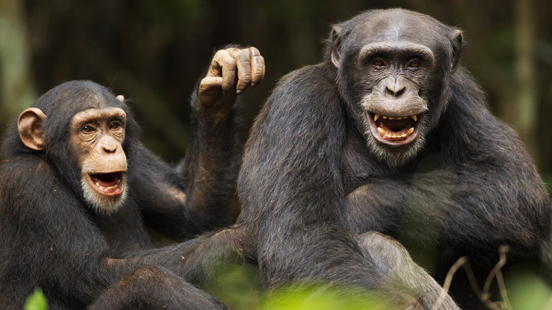 juvenile female and male chimpanzees