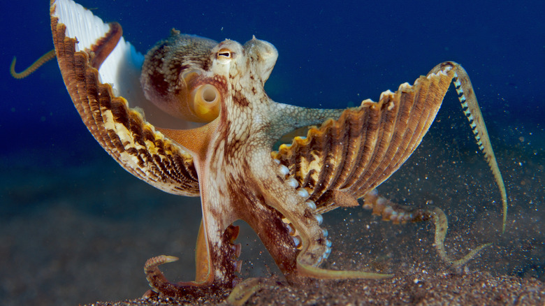 Veined octopus (coconut octopus) walking with shell