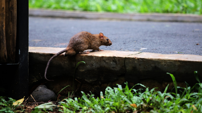 brown rat standing on wooden board