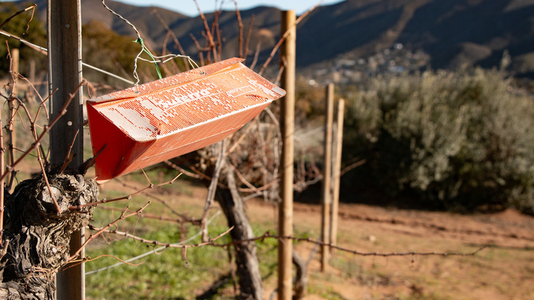 A trap set at a vineyard to capture invasive pests