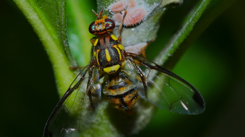 A closeup of a Tau fruit fly sitting on a plant