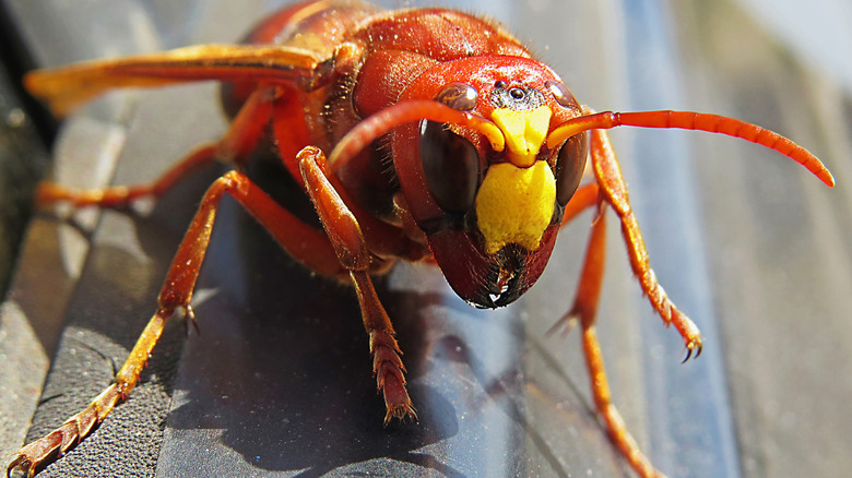 A macro shot of a murder hornet sitting on a hard surface