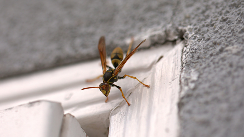 A murder hornet is seen sitting on the corner of a window frame