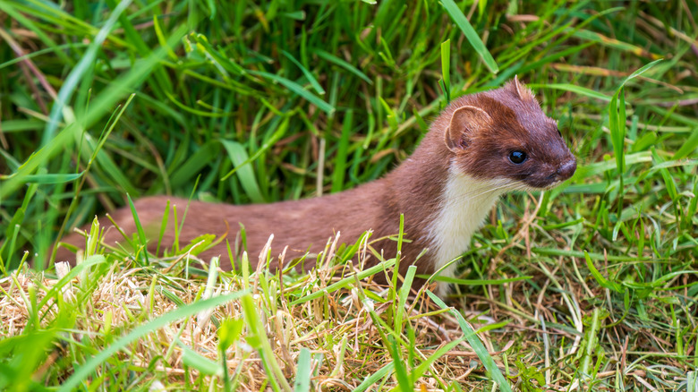 A brown stoat is seen among grass