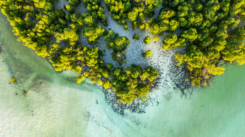 A top-down aerial view of a mangrove forest on the water's edge