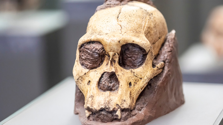 The skull of a hominin embedded in a rock