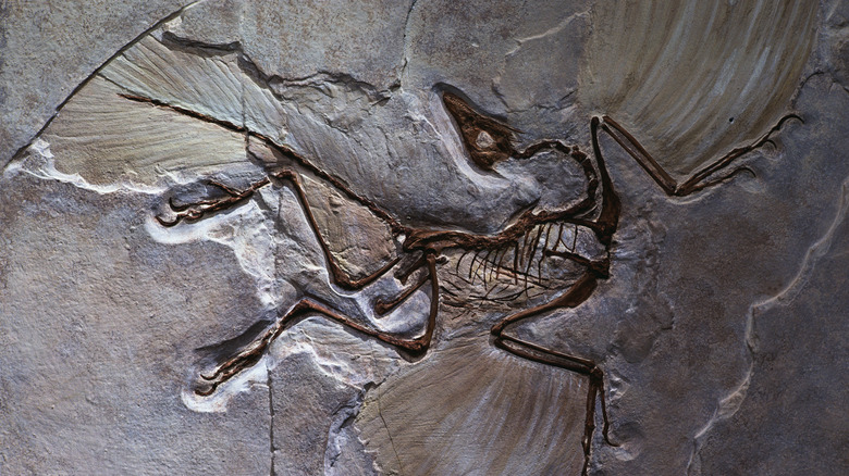 A fossilized winged animal