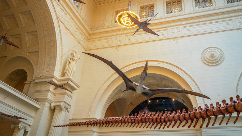 Taxidermic recreations of pterosaurs in flight at a museum