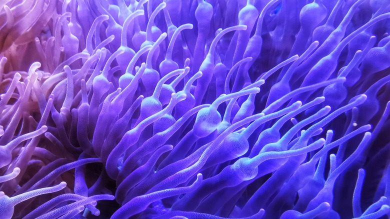 A purple and pink colored sea anemone underwater