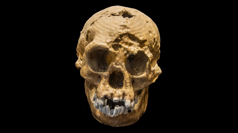 Remains of Homo floresiensis skull